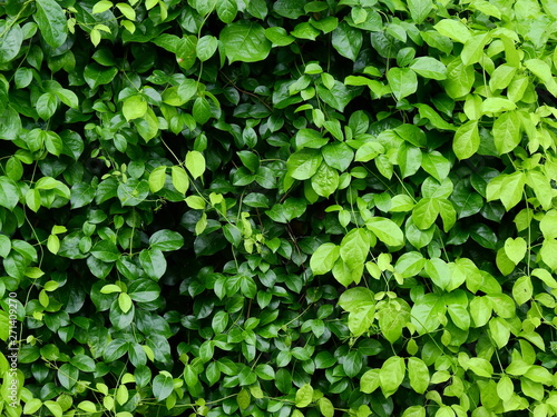 green leaf of ivy plant