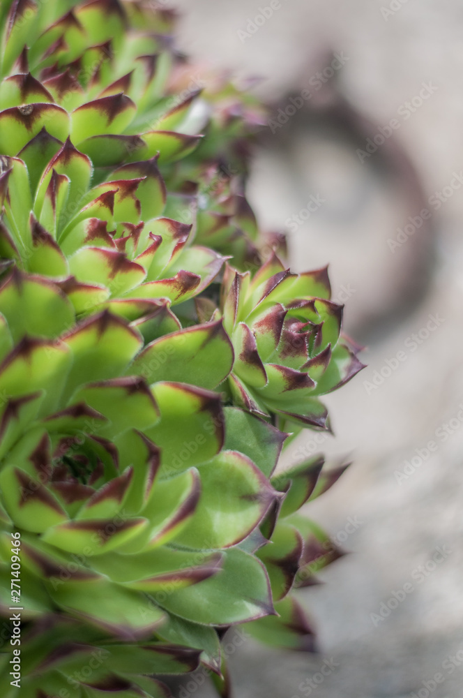 Sempervivum tectorum or houseleek, flowering plant in the family Crassulaceae, claiming that it protects buildings against lightning strikes. Sempervivum tectorum or houseleek, flowering plant in the family Crassulaceae, claiming that it protects buildings against lightning strikes.