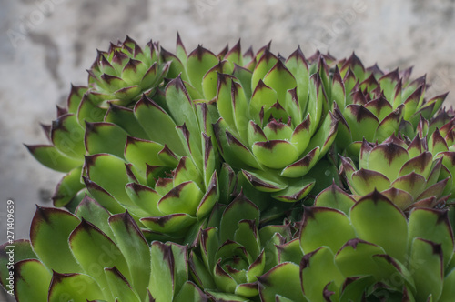 Sempervivum tectorum or houseleek, flowering plant in the family Crassulaceae, claiming that it protects buildings against lightning strikes.  photo