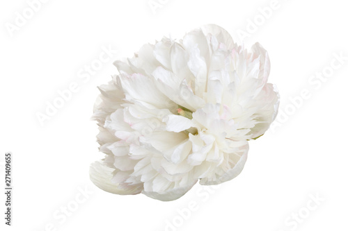 Delicate white peony flower isolated on white background. © ksi