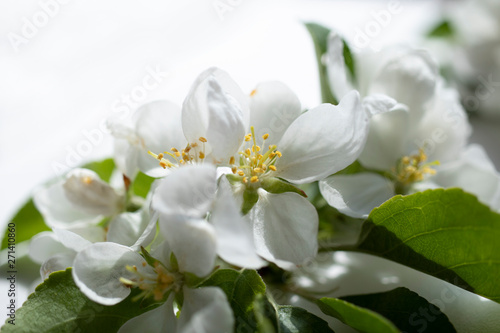 Spring blossom background. Blooming Apple tree flowers with leafs.