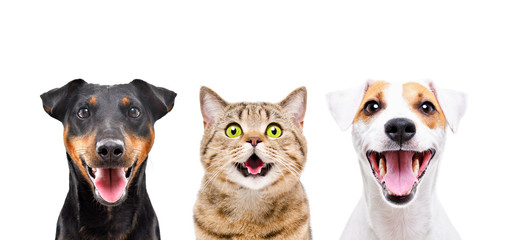 Portrait of two cute dogs and funny cat isolated on white background