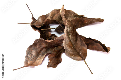 dry leaf set isolated on white background