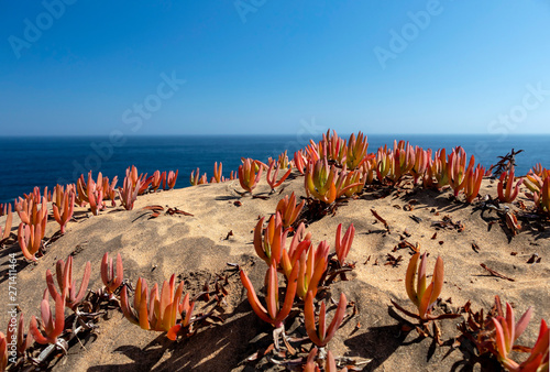 Flowers/Flora at the dunes: Trailing ice plants on the sandy dune slopes