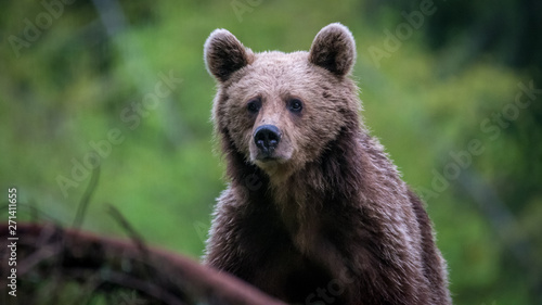 Young brown bear in the wild- Romania