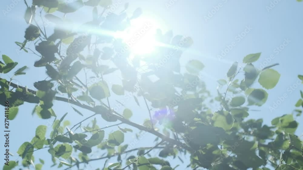 birch leaves slowly sway from the wind and the sun's rays penetrate the foliage birch leaves slowly sway from the wind and the sun's rays penetrate the foliage
