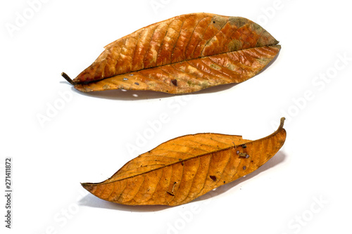 dry leaf