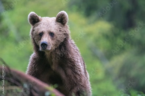 Wallpaper Mural Young brown bear in the wild- Romania Torontodigital.ca