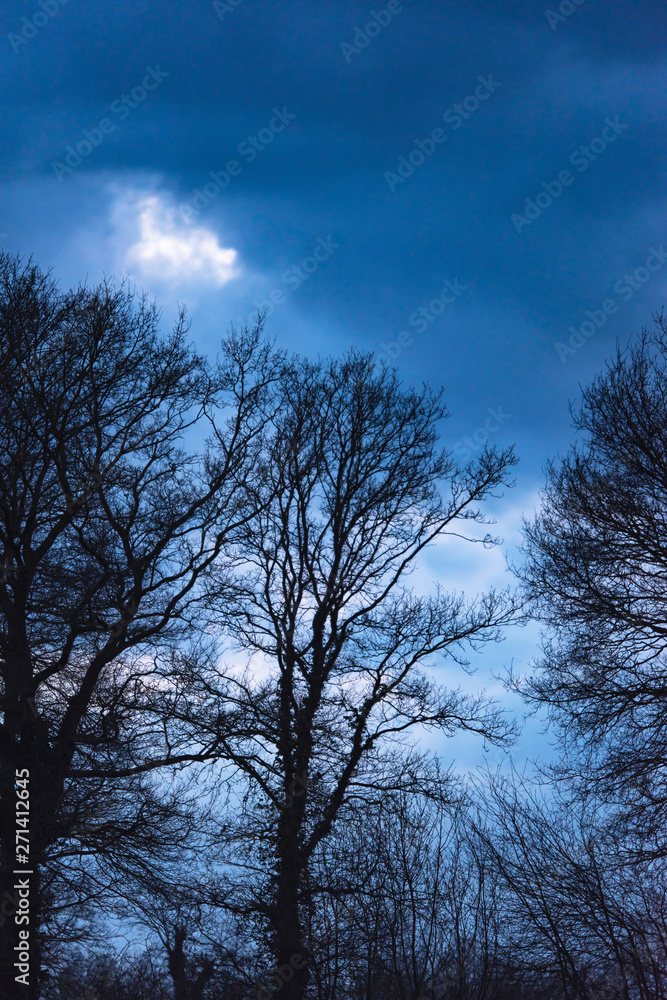 Silhouette of bare trees against cloudy sky at dusk. Silhouette of bare trees against cloudy sky at dusk.