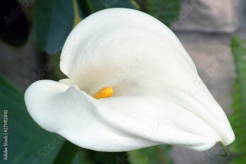 White calla lily in the yard