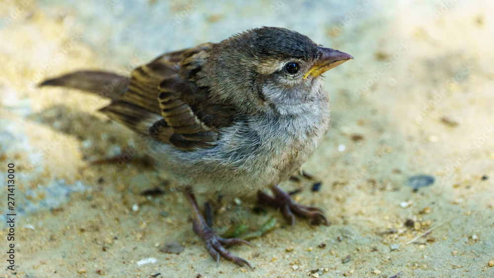 Female Spanish Sparrow Passer Hispaniolensis Female Spanish Sparrow Passer Hispaniolensis