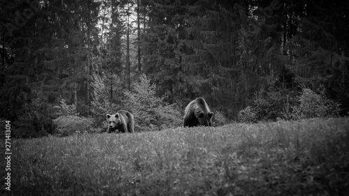 Young brown bear in the wild- Romania © Oren