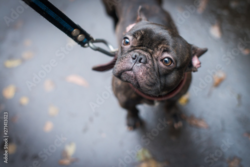 Black french bulldog with a collar. photo