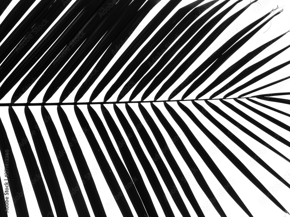 palm leaf silhouette on white background palm leaf silhouette on white background
