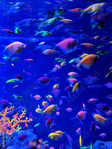 tropical fish in aquarium © Оксана Ключник
