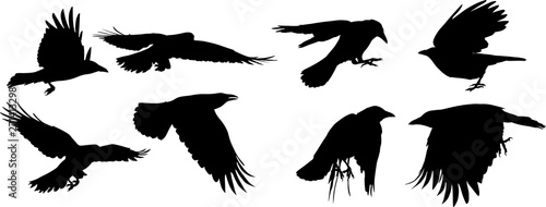 set of eight flying crow silhouettes on white