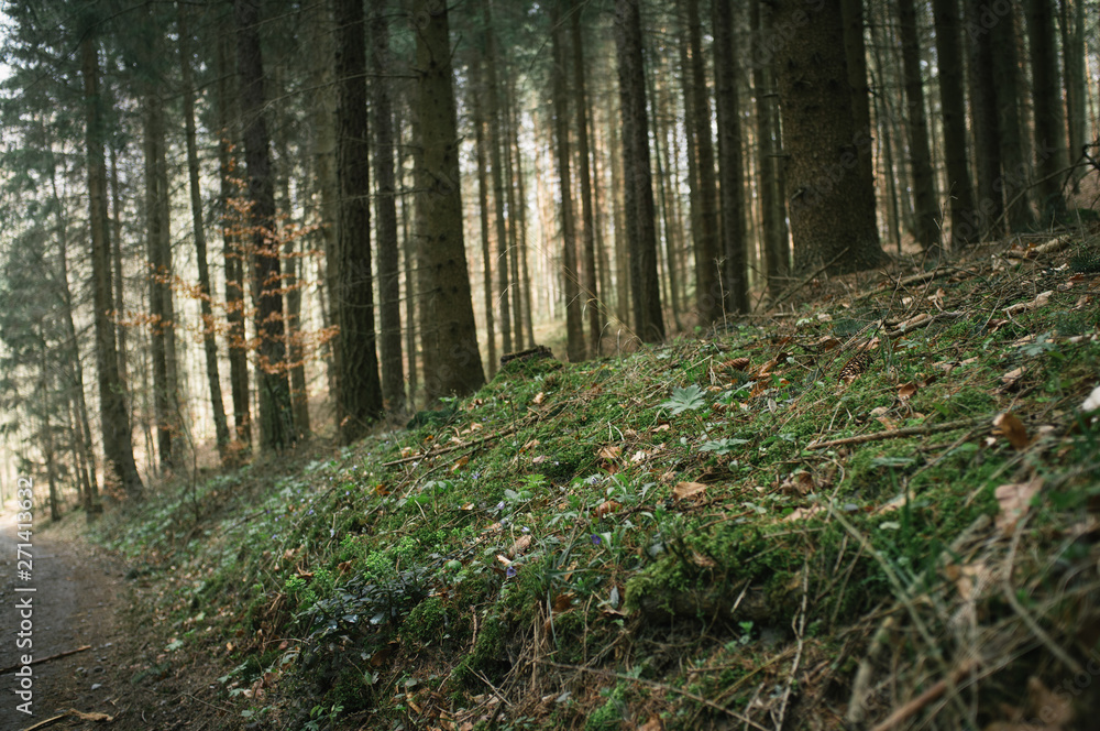 Fototapeta premium Walking in the spring forest