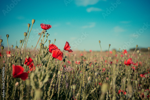Poppy field. Summer background. Blooming red poppies and blue sky.