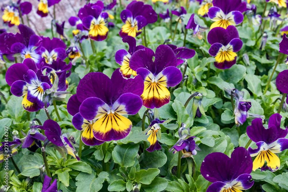 pansies in the garden pansies in the garden