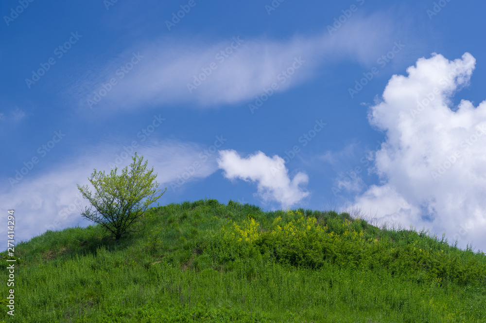 Lonely tree on a hill under a blue sky