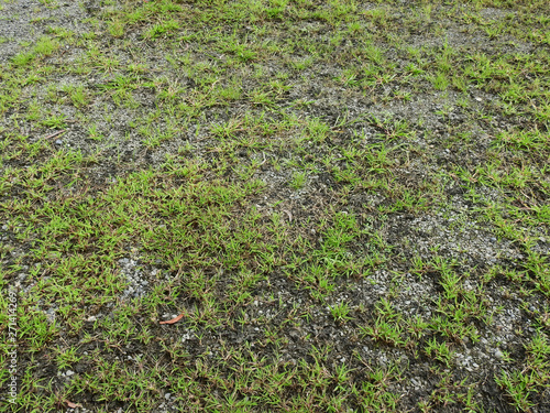 ground abandoned with grass texture, stone on floor