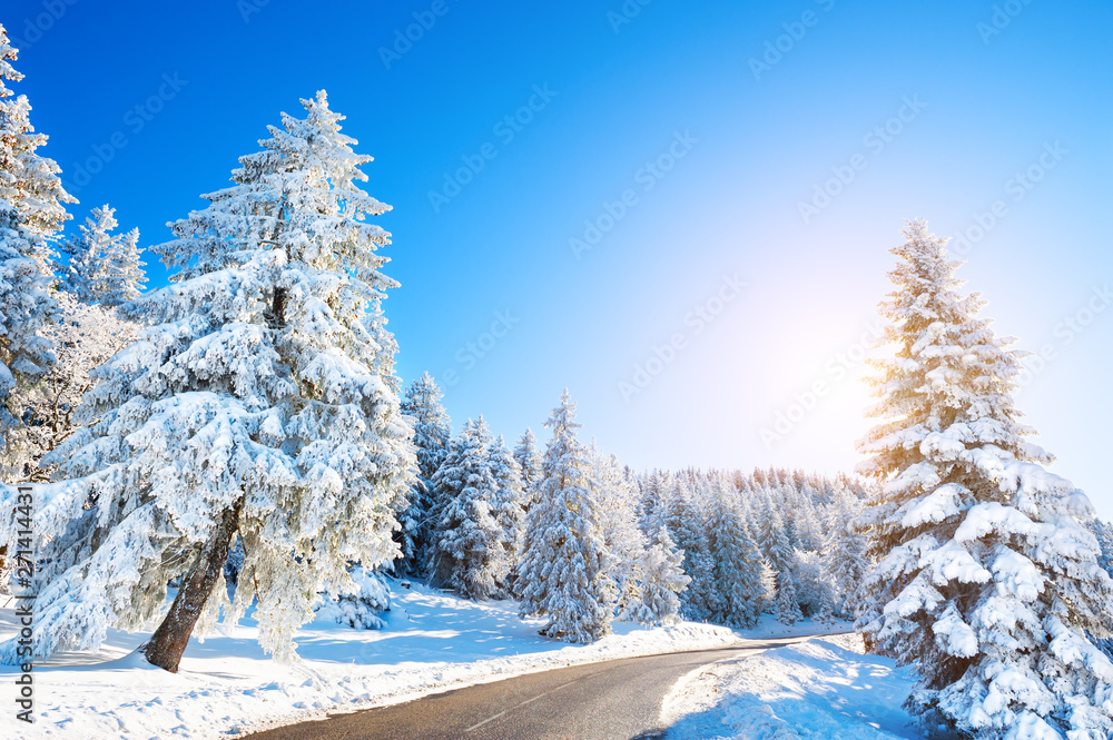 Snow-covered trees and road in winter forest. Beautiful winter landscape
