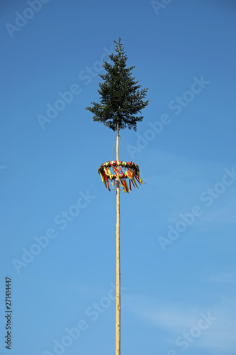 Fototapeta Maibaum
