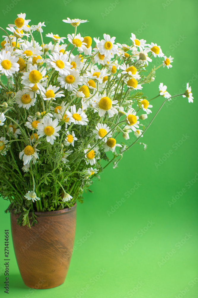white meadow daisies, bouquet, green background