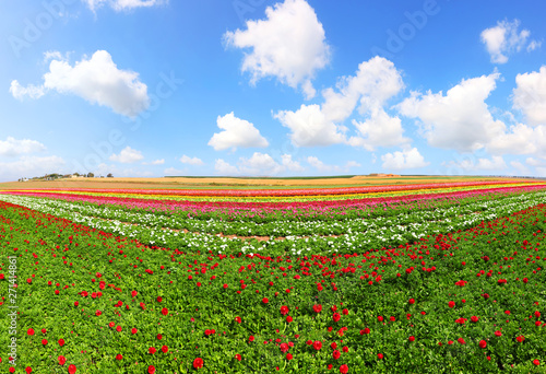 Spring beautiful blossoming of magnificent garden buttercups. Multicolored flowers on agricultural plantation.  Lovely flowering summerlandscape under the bright blue sky. Israel nature site 