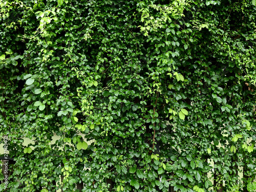 green ivy plant of bush wall