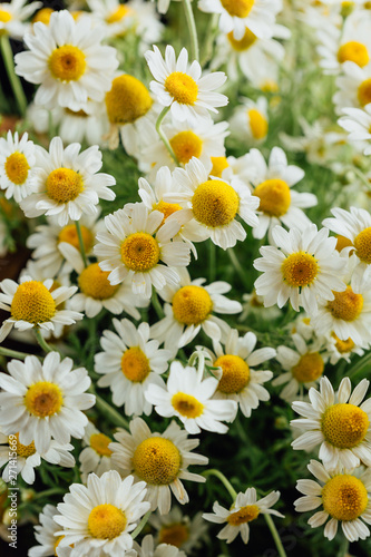 Daisies. White daisies bloom in summer meadow