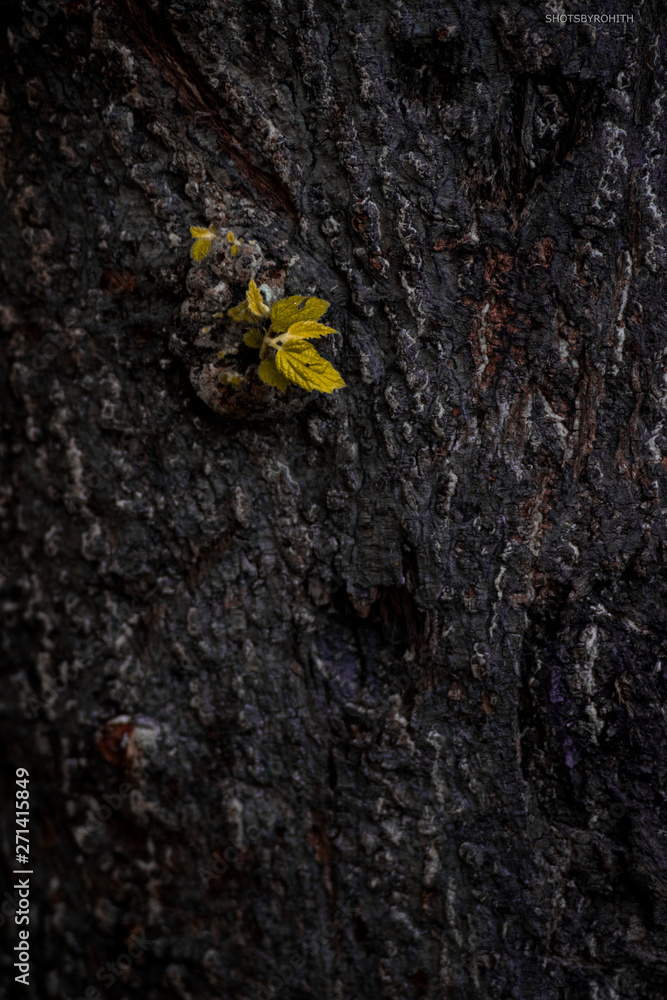yellow leaf on tree