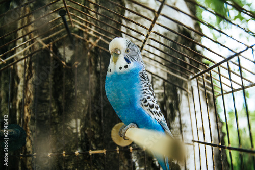 Little blue color parrot in a cage
