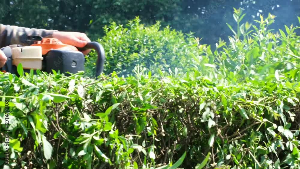 Video shot in Ukraine, Kiev in the Botanical Garden on May 27, 2019 Working man smoothing a hedge from a bush with a gasoline saw sunny summer day with effects of zooming, moving the camera and slow m Video shot in Ukraine, Kiev in the Botanical Garden on May 27, 2019 Working man smoothing a hedge from a bush with a gasoline saw sunny summer day with effects of zooming, moving the camera and slow m