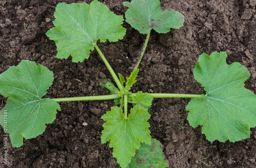 Young seedlings of zucchini in the garden. Young seedlings of zucchini in the garden.