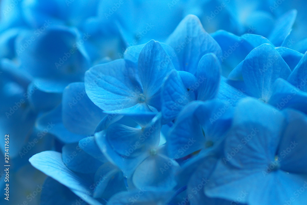 紫陽花 紫陽花