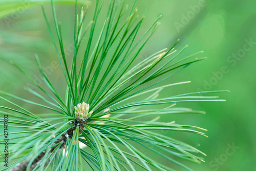 Pine flowers on a green background in natural light Pine blossoms on green branches in the summer Close-up. Young pine cones.Pine flowers on a green background in natural light Pine blossoms on green 