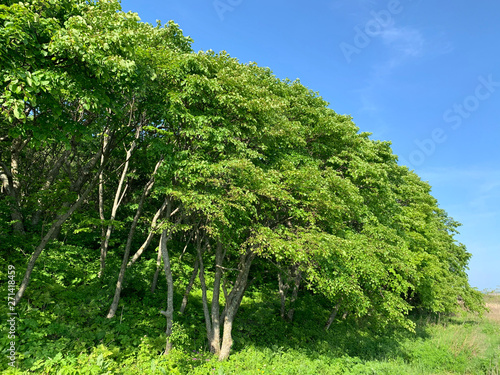 Russia  Vladivostok. Deciduous forest on the island of Shkot in june