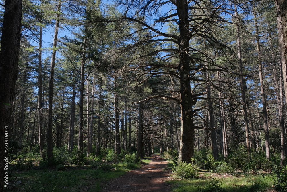 Obraz premium Forêt de cèdre