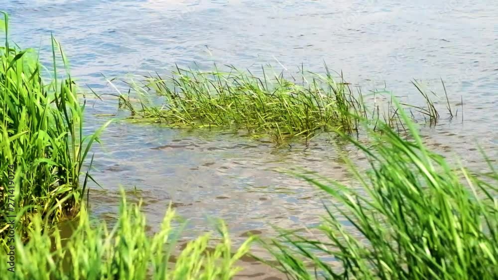 flooded reeds on the waves of the lake flooded reeds on the waves of the lake