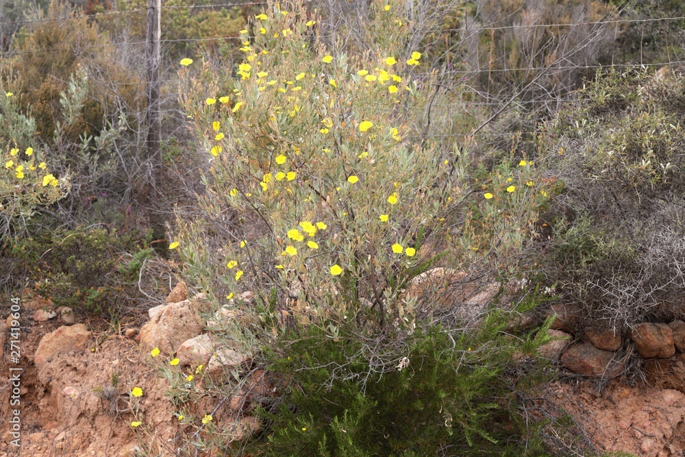 Fototapeta premium Flora della Sardegna