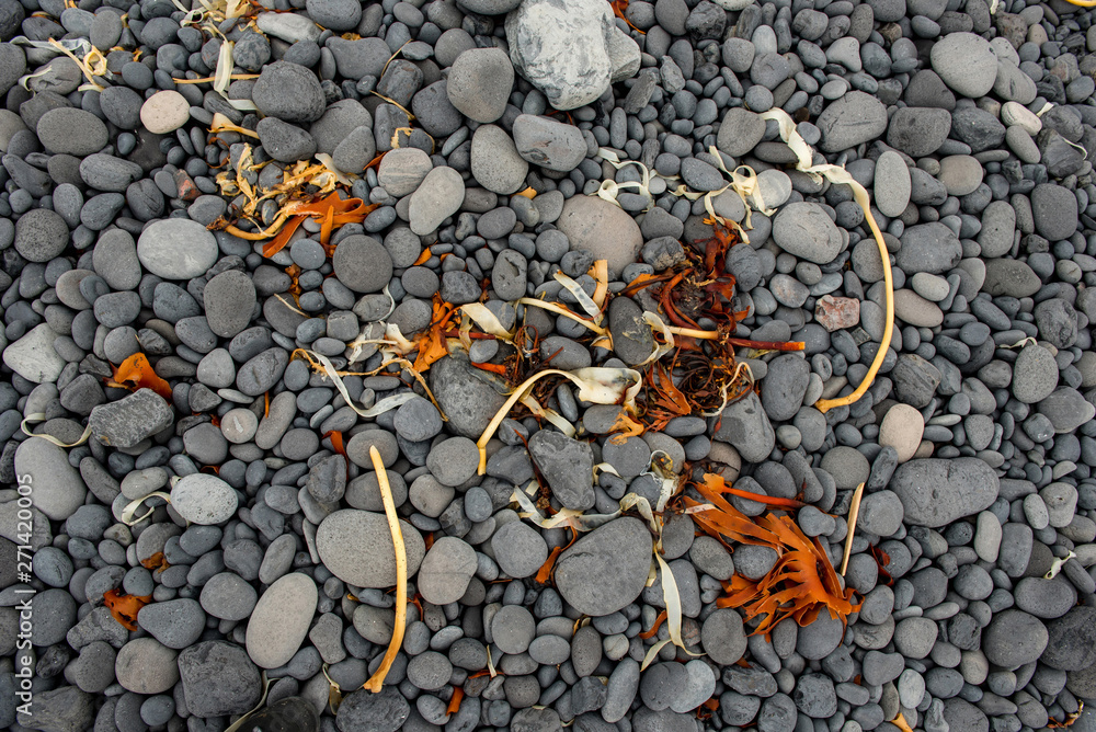 Yellow and orange seaweed, algae Yellow and orange seaweed, algae
