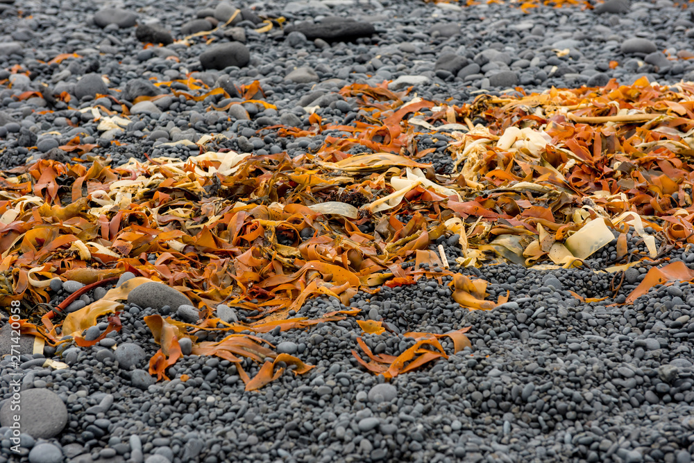 Yellow and orange seaweed, algae Yellow and orange seaweed, algae