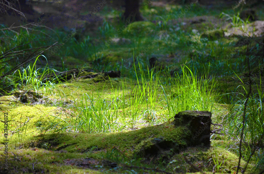 Forest Forest
