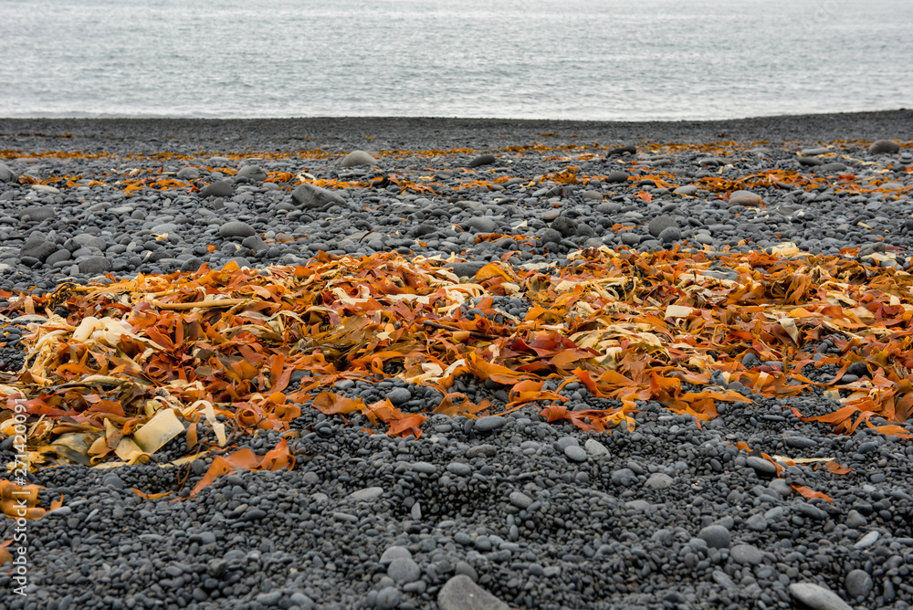 Obraz premium Yellow and orange seaweed, algae