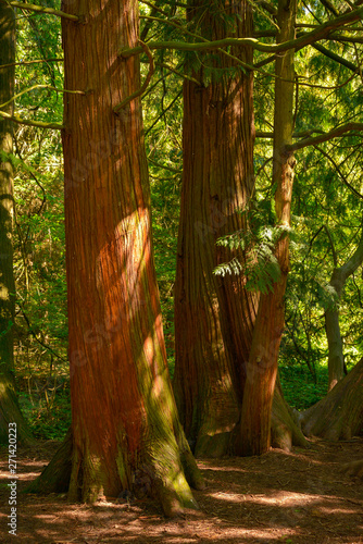 Obraz na płótnie giant tuja tree in nature 