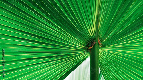 Close up abstract lines pattern of green Fiji fan palm leaf with sunlight on surface in botanical garden  tropical plant life and growth concept