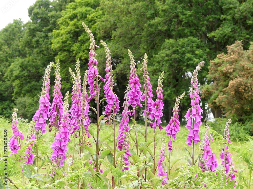 Pink purple wild foxgloves Digitalis Purpurea