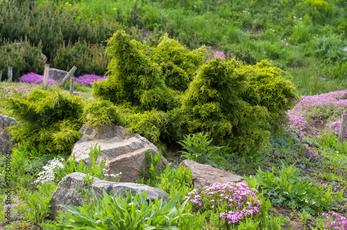 Planting coniferous shrubs and ornamental flowers near stones in the garden
