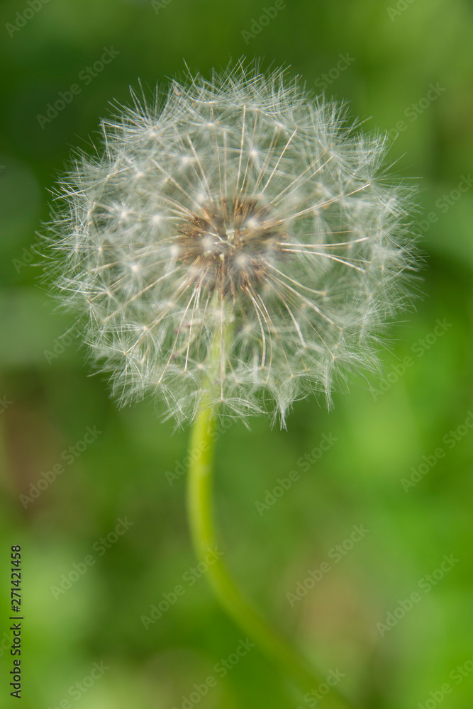 White fluffy dandelion on a background of green grass in the afternoon in summer. Beautiful White fluffy dandelion on a background of green grass